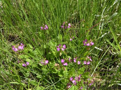 Polygala ohlendorfiana, photographed by Andrew Hankey