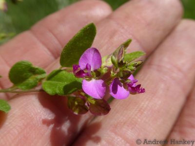 Polygala ohlendorfiana, photographed by Andrew Hankey