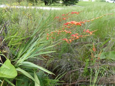 Crocosmia pottsii, photographed by Andrew Hankey