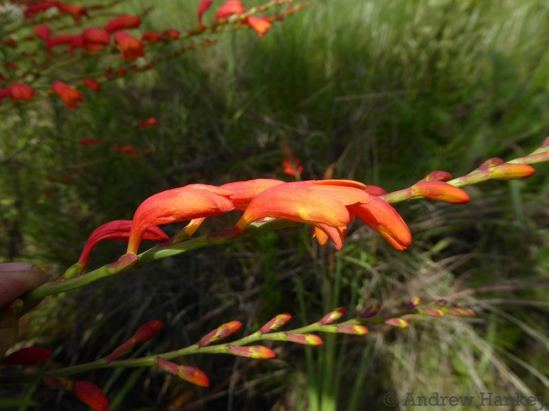 Crocosmia pottsii, photographed by Andrew Hankey