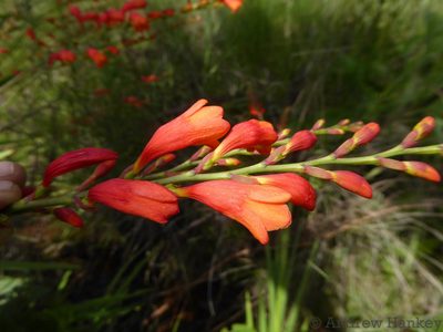 Crocosmia pottsii, photographed by Andrew Hankey