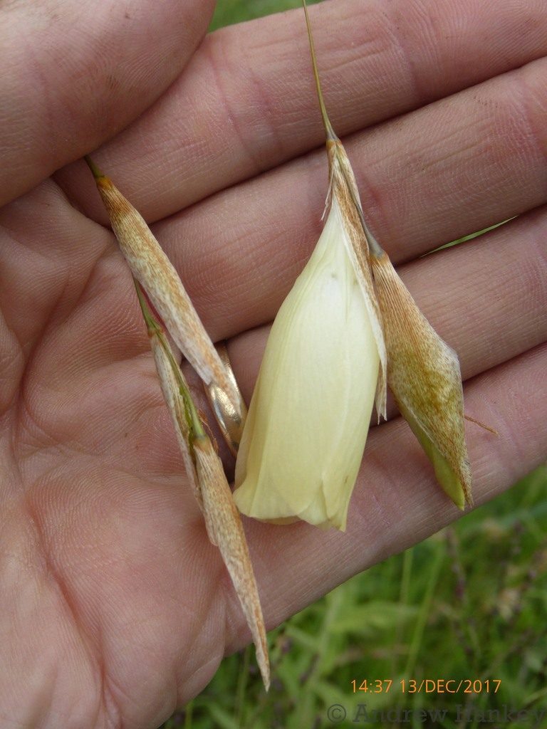 Dierama luteoalbidum, photographed by Andrew Hankey