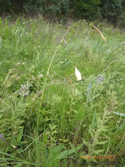 Dierama luteoalbidum, photographed by Andrew Hankey