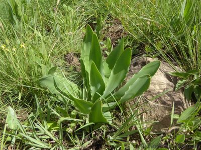 Brunsvigia undulata, photographed by Andrew Hankey