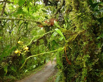 Cyrtochilum meirax, photographed by Thibaud Aronson