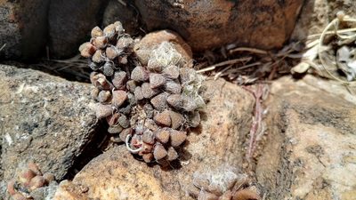 Anacampseros subnuda, photographed by Marianne Le Roux