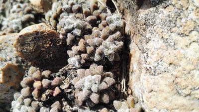 Anacampseros subnuda, photographed by Marianne Le Roux