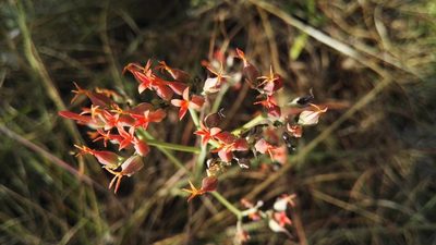 Kalanchoe rotundifolia, photographed by Marianne Le Roux