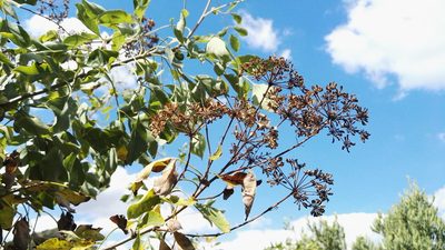 Heteromorpha arborescens, photographed by Marianne Le Roux