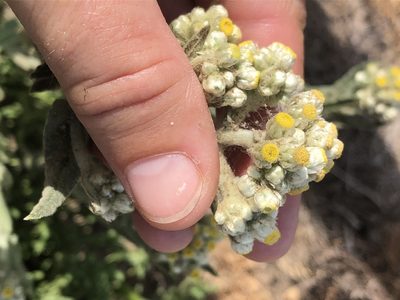 Pseudognaphalium stramineum, photographed by Amy Huie