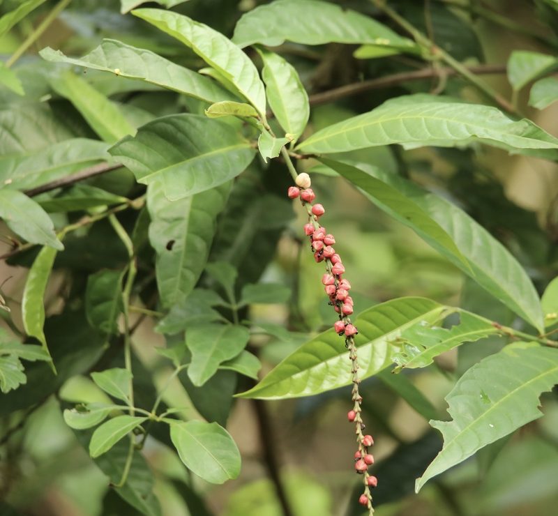 Coccoloba acuminata, photographed by Aitor