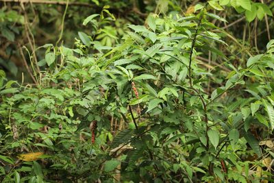 Coccoloba acuminata, photographed by Aitor
