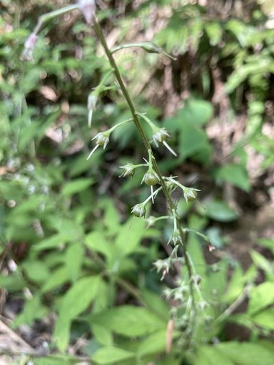 Lysimachia decurrens, photographed by Tatsutomo Chin