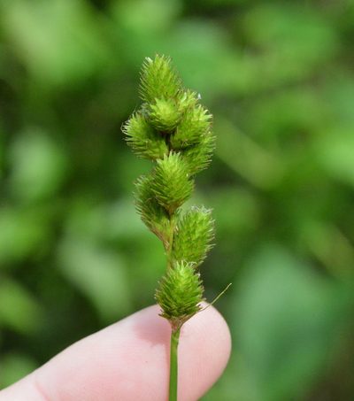 Carex tribuloides, photographed by Amber M. King