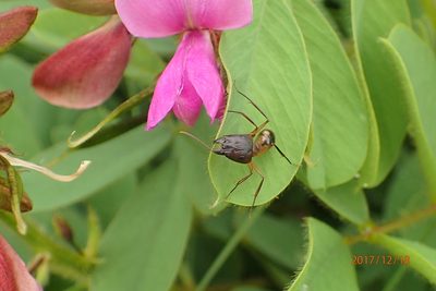 Tephrosia macropoda, photographed by Peter Warren