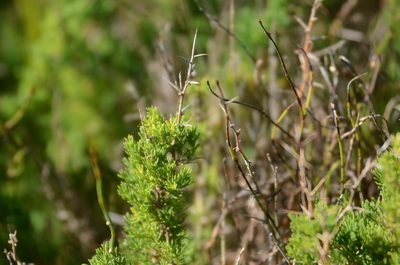 Asparagus stipulaceus, photographed by Charleen Brunke
