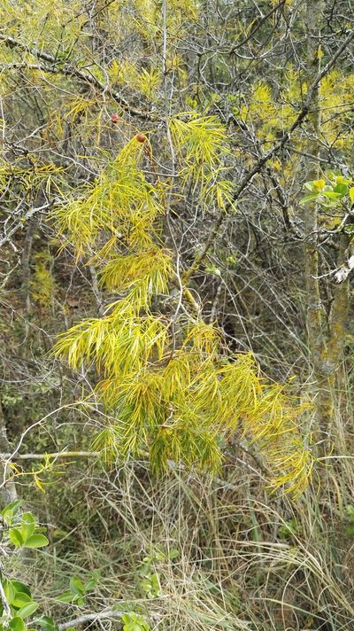 Asparagus angusticladus, photographed by Marianne Le Roux