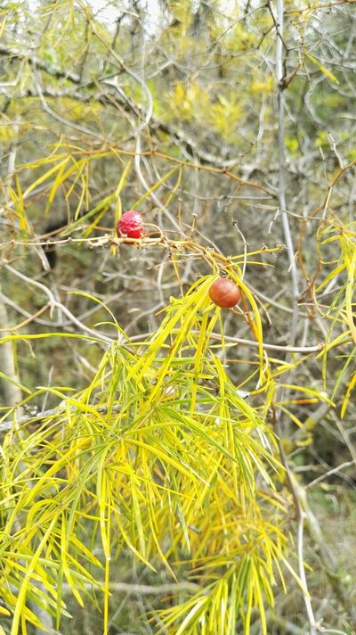 Asparagus angusticladus, photographed by Marianne Le Roux