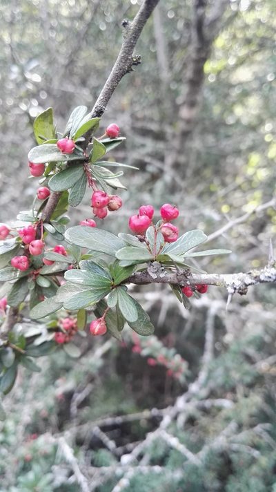 Gymnosporia polyacantha, photographed by Marianne Le Roux