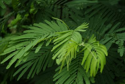 Leucaena pulverulenta, photographed by Center for Urban Ecology