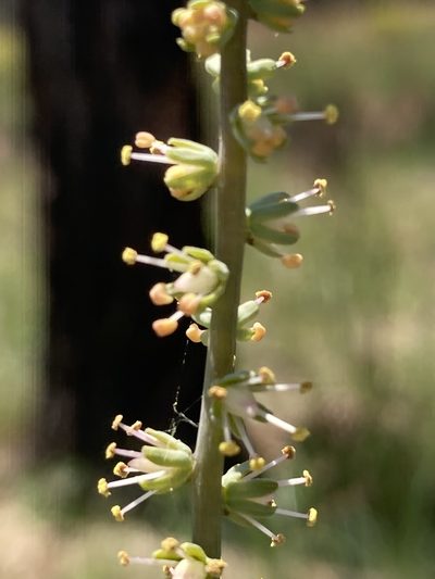 Schoenocaulon dubium, photographed by meflowers900