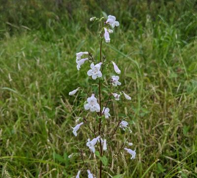 Penstemon tenuis, photographed by Philip Vanbergen