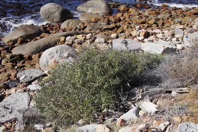 Myoporum montanum, photographed by Tony Rebelo