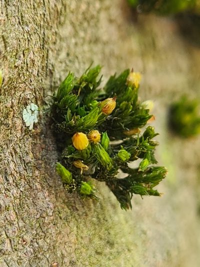 Orthotrichum patens, photographed by Jacek Pietruszewski