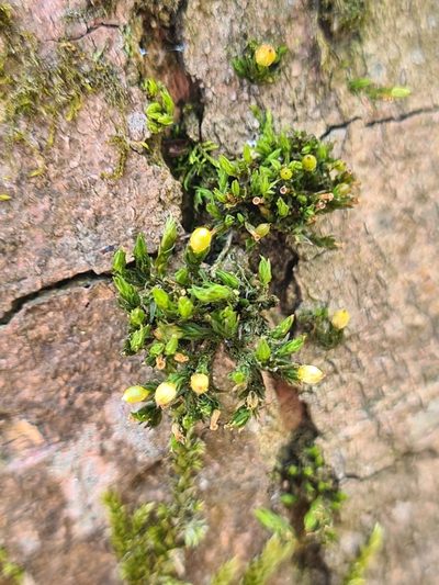 Orthotrichum patens, photographed by Jacek Pietruszewski