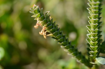 Struthiola argentea, photographed by Charleen Brunke