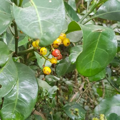 Psychotria capensis, photographed by Margaret Burger