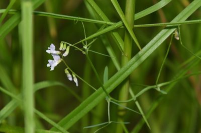 Vicia acutifolia, photographed by Mike Ostrowski