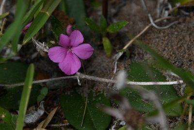 Stenandrium dulce, photographed by Mike Ostrowski
