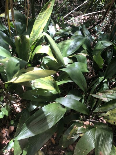 Aspidistra elatior, photographed by Joseph Hubbard