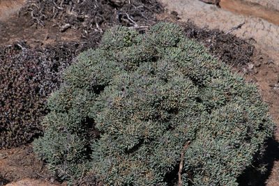 Othonna euphorbioides, photographed by Tony Rebelo