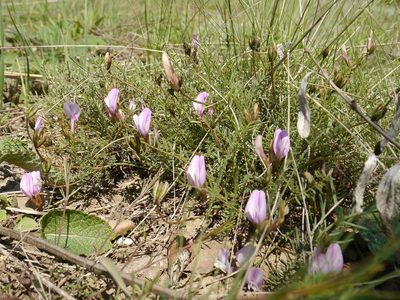 Astragalus corniculatus, photographed by Roman