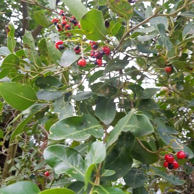 Apodytes dimidiata, photographed by Margaret Burger