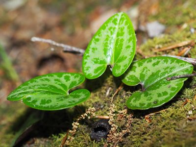 Asarum virginicum, photographed by Clay Gibbons