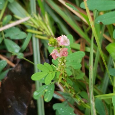 Indigofera hendecaphylla, photographed by Margaret Burger