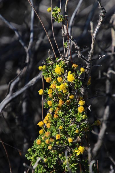 Euryops multifidus, photographed by Tony Rebelo