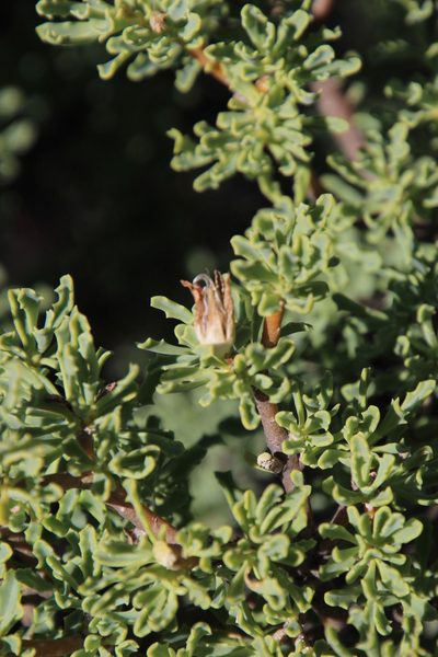 Othonna divaricata, photographed by Tony Rebelo