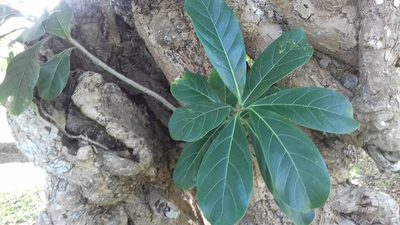 Ficus obtusifolia, photographed by AJ Wacaser