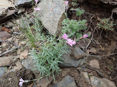Dianthus repens, photographed by Matt Bowser