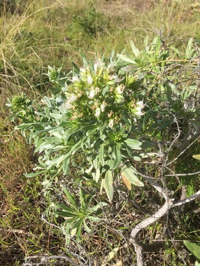 Echium brevirame, photographed by Andre Hosper