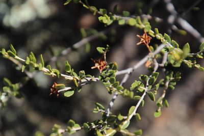 Agathosma namaquensis, photographed by Tony Rebelo