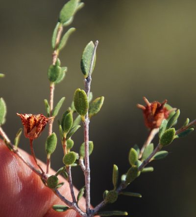 Agathosma namaquensis, photographed by Tony Rebelo