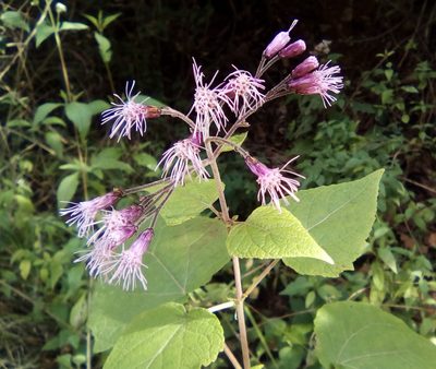 Peteravenia malvifolia, photographed by Luc Wyn