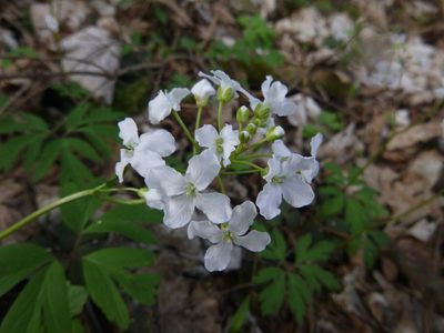 Cardamine trifolia, photographed by Gabriel Mayrhofer