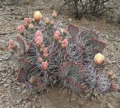 Opuntia azurea, photographed by Laura Gaudette