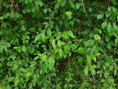 Viburnum scabrellum, photographed by Jody Shugart